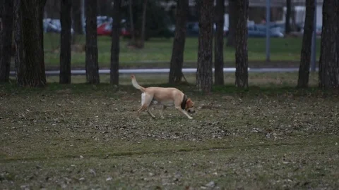 Play the dog Stock Footage 83701133