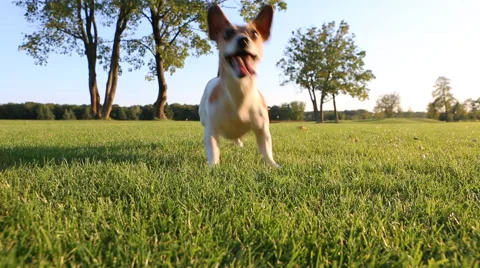 Play dog grass Vídeo Stock 45870519