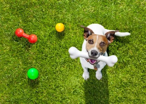 Play dog looking up Stock Photos