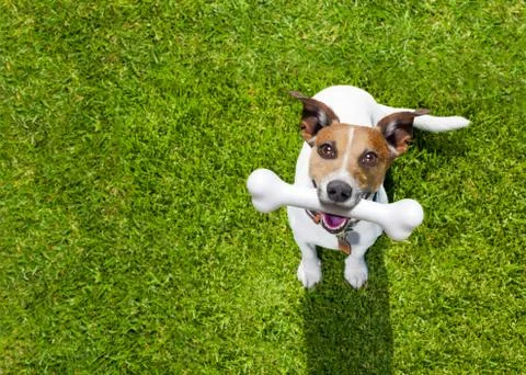 Play dog looking up 库存照片