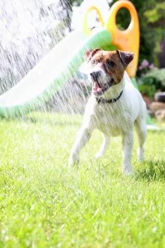 Play with a dog 스톡 사진