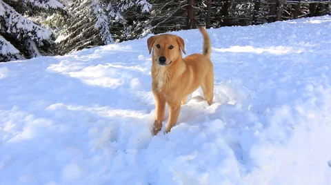Play with a dog in the snow Video stock 45879786