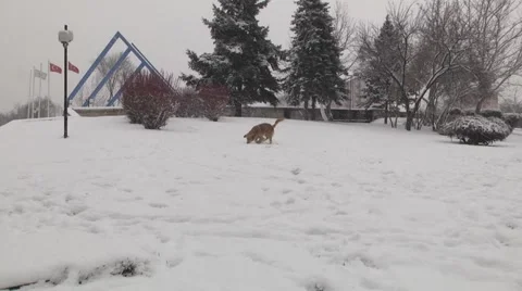 Play With A Dog In The Snow Vidéo 47066414