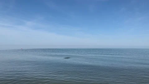 Play with a dog in the water Stock Footage 137954516