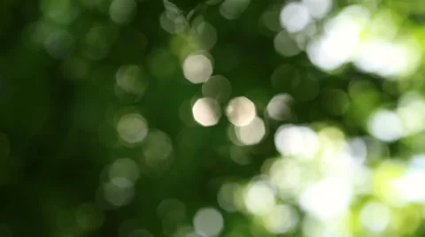 Play of eight-square shaped sunshine through defocused green foliage Stock Footage 58213993