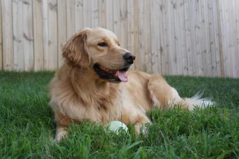 Play Fetch with Me Foto stock