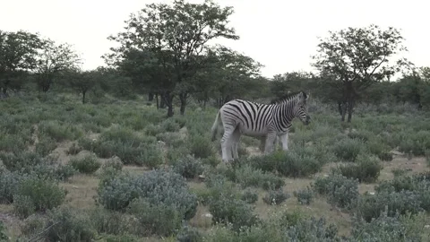 Play-fight opens: nips at legs, rear hops, mane bites — Part 21 Stock Footage 320845903