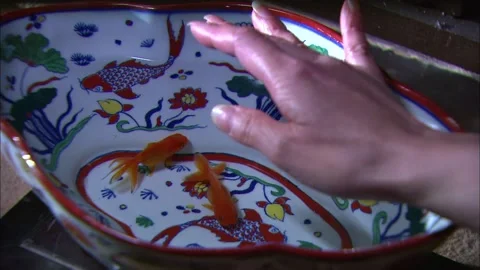 Play the goldfish Stock Footage 235265626