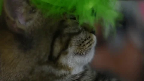 Play with gray cat 스톡 동영상 75798830