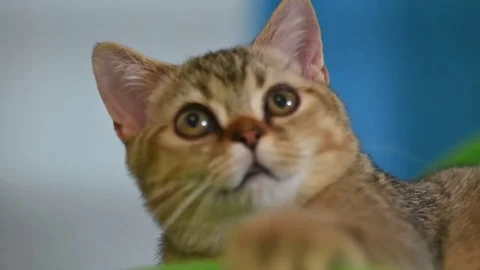 Play with gray cat 스톡 동영상 75805527