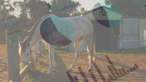 On play haltered white-gray horse grazing for feed shifting and stepping as Stock Footage 333477851