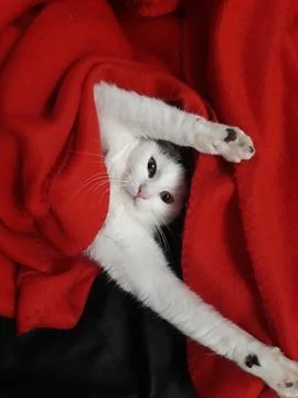 Play with kitten Stock Photos