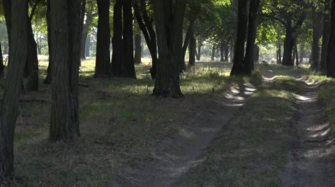 The play of light and shadow Stock Footage 68213224