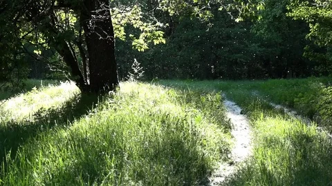 The play of light and shadow.A goblin is visiting.Poplar fluff. Stock Footage 76487315