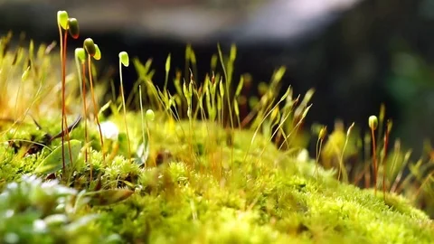 Play of light and shadow on green and yellow moss. Stockbeeldmateriaal 74451123