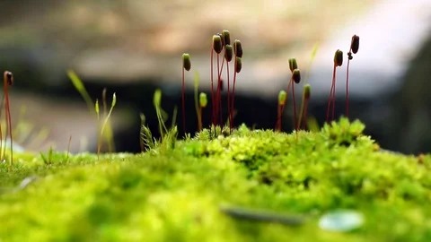 Play of light and shadow on green moss Stockbeeldmateriaal 75039452