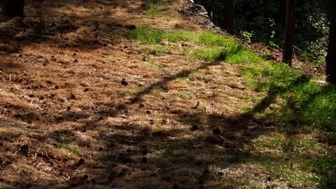 The play of light and shadow in the park at sunset Stock Footage 84075570