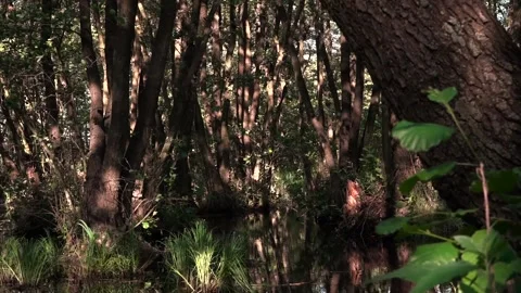 The play of light and shadow.The play of light in the swamps. Stock Footage 106260262