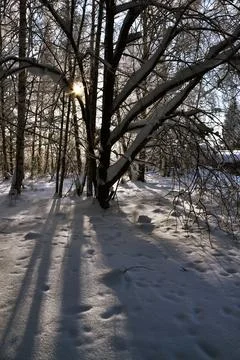 The play of light and shadow on the snow on a frosty winter day in the forest Stock Photos