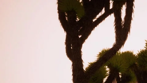 Play of light and shadow on a tree at sunset near a desert landscape Stock Footage 340029154