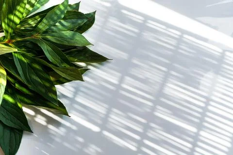 Play of light and shadows. Flatlay, top view. Bunch of poeny green leaves on Фото