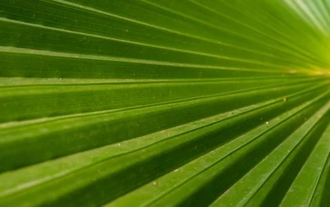 The play of light and shadows, the texture of straight lines near the green.. 写真素材