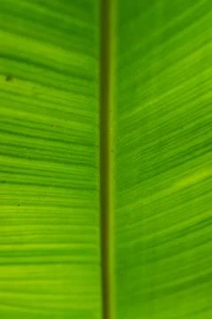 The play of light and shadows, the texture of straight lines near the green.. 写真素材