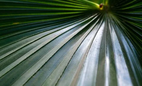 The play of light and shadows, the texture of straight lines near the green.. 写真素材