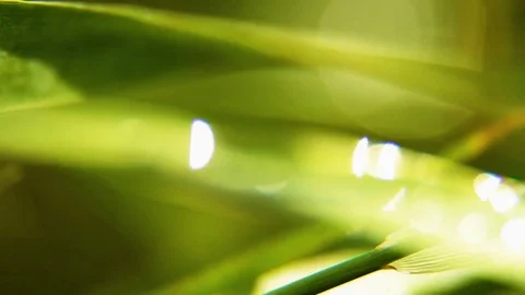 Play of light on leaves macro, background Stock Footage 80477094