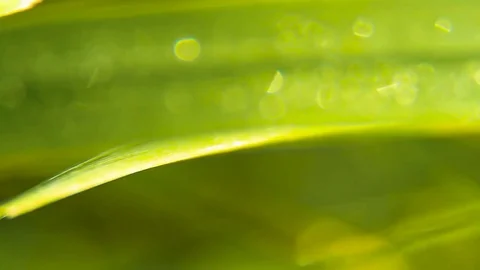 Play of light on leaves macro, background Stock Footage 80477102