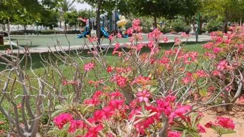 Play Park in Garden Stock Footage 193993994