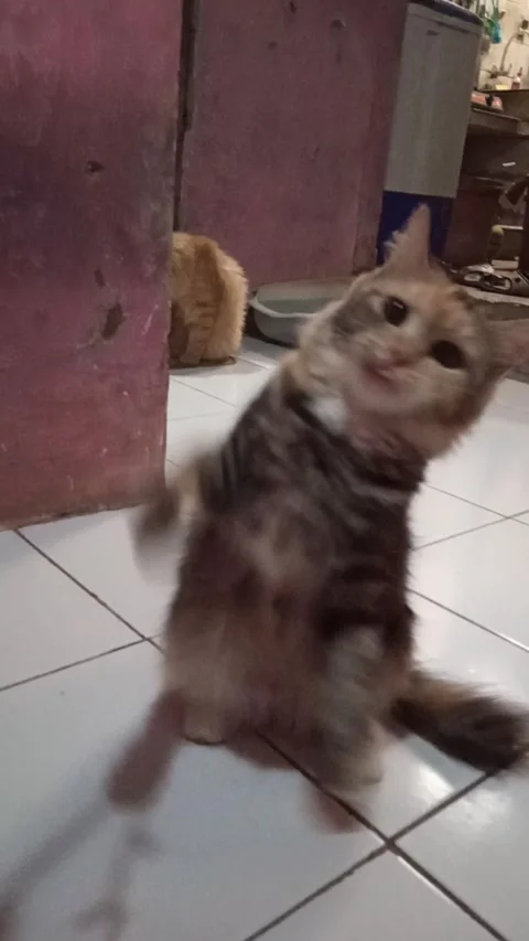 Play with passion Stock-Footage 171715702