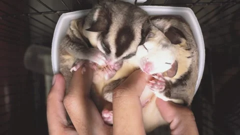 Play with squishy squad, call name sugar glider ( Petaurus breviceps ) Stock Footage 158091128