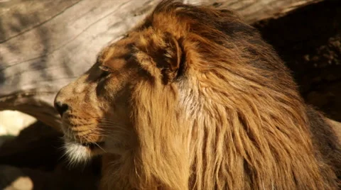 Play of subtle branch shadow with sunny head close up of dreaming lion Stock Footage 46740519