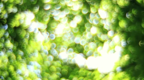 Play of sun light through defocused green foliage. Fantasy light bubbles Stock-Footage 58213516