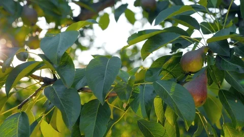 Play of Sun Through Against Pear Tree Leaf Stock Footage 77201306