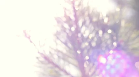 Play of sun through branch of pine with sun flare. Stock Footage 49693974