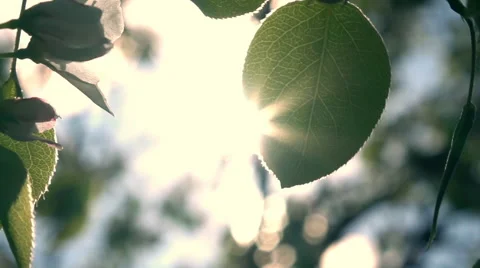 Play of sun through pear tree leaf with lens flare in panoramic view. Slow-mo Vídeo Stock 65114667