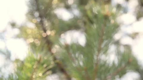 Play of sun through pine branches. Blur background. 動画素材 49693881