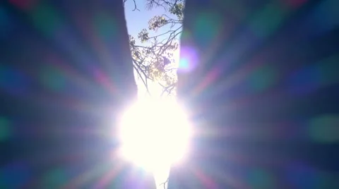 Play of sun through unfocused tree trunks. Slow motion. Pan view Vídeo Stock 65110413