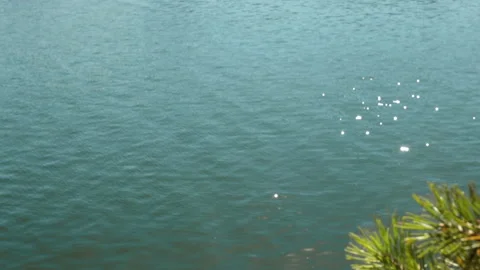 Play of the sun on the water Stock-Footage 137642502