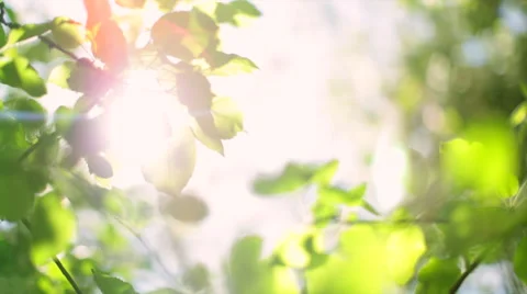 Play of sunbeams though apple tree foliage on the wind. Vídeo Stock 40572835