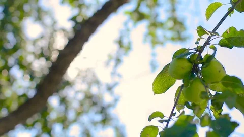 Play of sunbeams through apple tree foliage on the wind. Blur nature background Stock Footage 82807121