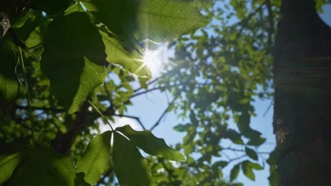 Play of sunbeams through apple tree foliage on the wind. Stock Footage 134173112