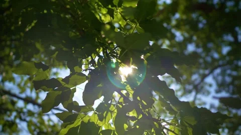 Play of sunbeams through apple tree foliage on the wind. Stock Footage 134173974