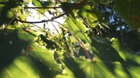 Play Of Sunbeams Tree Foliage On The Wind. Stock Footage 55849453