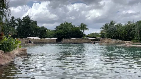 Play time for the dolphins at Discovery Cove in Orlando, Florida. Stock Footage 155307510
