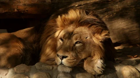 Play of tree leaves shadow on dreaming Asian lion, lying behind boulder border Stock Footage 46467189