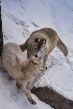 Play of two wolves in the winter enclosure of the Kharkiv Zoo Stock Photos