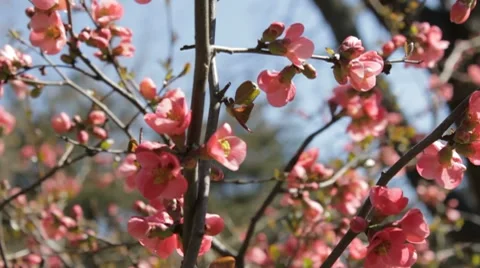 Play of wind and  branches in blossom Stock Footage 7740741